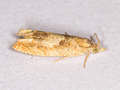 Eucosma conterminana